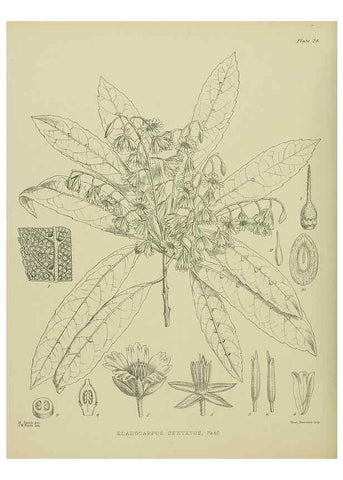 Reproducción/Reproduction 23838372352: Illustrations of the New Zealand flora /. Wellington :John Mackay, Govt. Printer,1914.