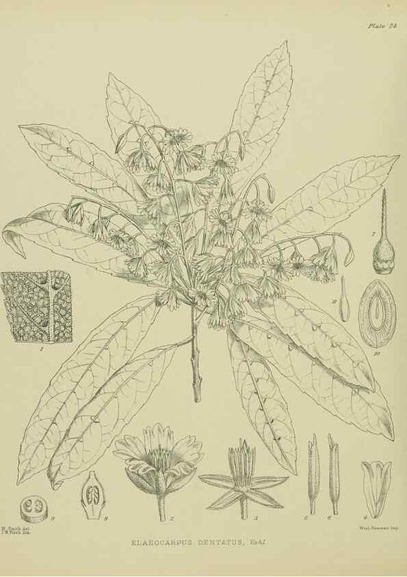 Reproducción/Reproduction 23838372352: Illustrations of the New Zealand flora /. Wellington :John Mackay, Govt. Printer,1914.