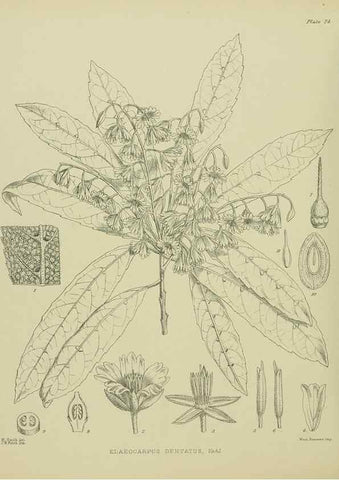 Reproducción/Reproduction 23838372352: Illustrations of the New Zealand flora /. Wellington :John Mackay, Govt. Printer,1914.