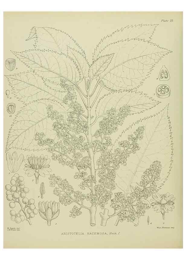 Reproducción/Reproduction 23864122421: Illustrations of the New Zealand flora /. Wellington :John Mackay, Govt. Printer,1914.