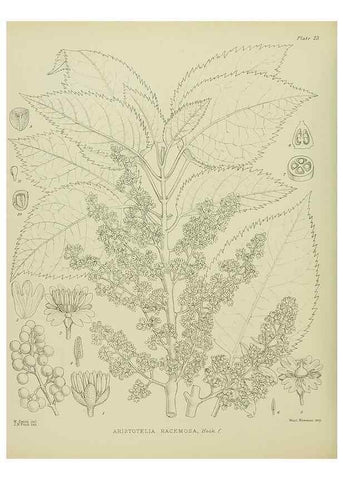 Reproducción/Reproduction 23864122421: Illustrations of the New Zealand flora /. Wellington :John Mackay, Govt. Printer,1914.