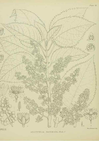 Reproducción/Reproduction 23864122421: Illustrations of the New Zealand flora /. Wellington :John Mackay, Govt. Printer,1914.