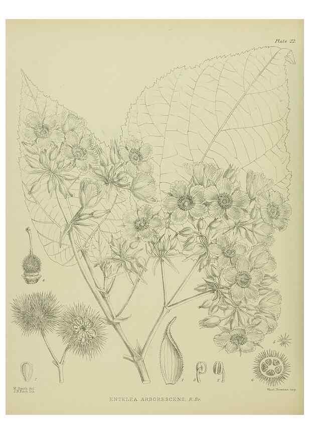 Reproducción/Reproduction 23578752829: Illustrations of the New Zealand flora /. Wellington :John Mackay, Govt. Printer,1914.