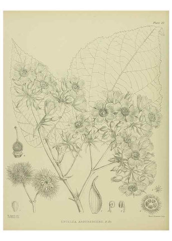 Reproducción/Reproduction 23578752829: Illustrations of the New Zealand flora /. Wellington :John Mackay, Govt. Printer,1914.