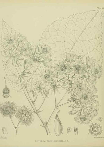 Reproducción/Reproduction 23578752829: Illustrations of the New Zealand flora /. Wellington :John Mackay, Govt. Printer,1914.