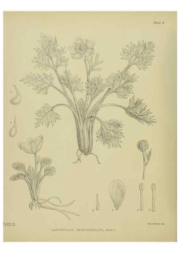 Reproducción/Reproduction 23319785443: Illustrations of the New Zealand flora /. Wellington :John Mackay, Govt. Printer,1914.