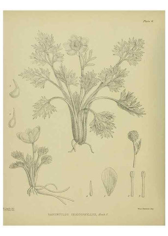Reproducción/Reproduction 23319785443: Illustrations of the New Zealand flora /. Wellington :John Mackay, Govt. Printer,1914.