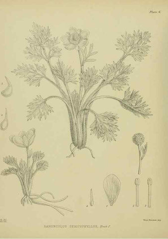 Reproducción/Reproduction 23319785443: Illustrations of the New Zealand flora /. Wellington :John Mackay, Govt. Printer,1914.