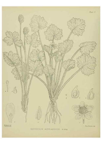 Reproducción/Reproduction 23650902690: Illustrations of the New Zealand flora /. Wellington :John Mackay, Govt. Printer,1914.