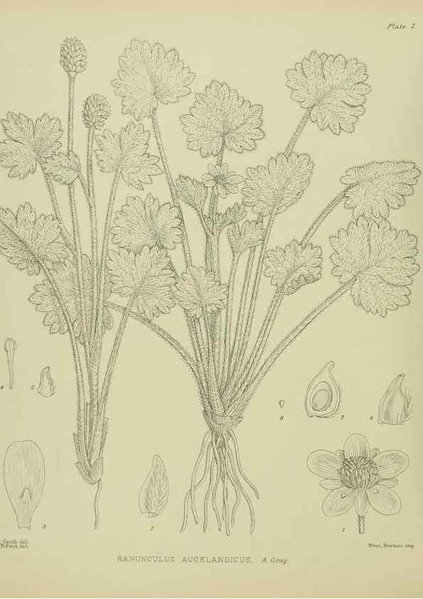 Reproducción/Reproduction 23650902690: Illustrations of the New Zealand flora /. Wellington :John Mackay, Govt. Printer,1914.