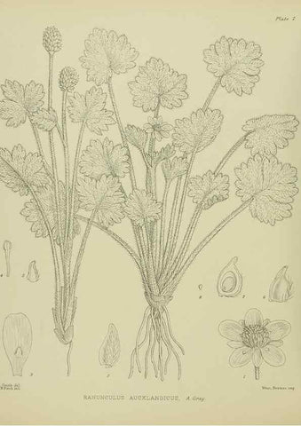 Reproducción/Reproduction 23650902690: Illustrations of the New Zealand flora /. Wellington :John Mackay, Govt. Printer,1914.