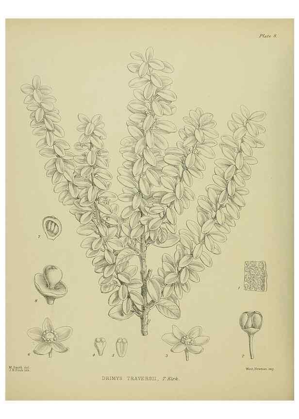 Reproducción/Reproduction 23864063491: Illustrations of the New Zealand flora /. Wellington :John Mackay, Govt. Printer,1914.