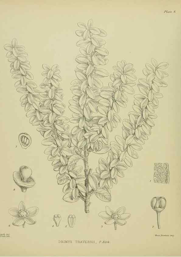Reproducción/Reproduction 23864063491: Illustrations of the New Zealand flora /. Wellington :John Mackay, Govt. Printer,1914.