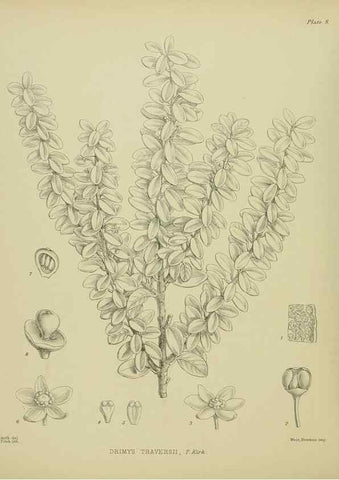 Reproducción/Reproduction 23864063491: Illustrations of the New Zealand flora /. Wellington :John Mackay, Govt. Printer,1914.