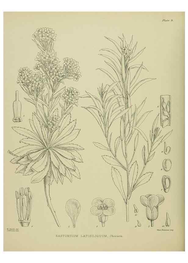 Reproducción/Reproduction 23318339914: Illustrations of the New Zealand flora /. Wellington :John Mackay, Govt. Printer,1914.