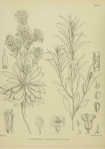 Reproducción/Reproduction 23318339914: Illustrations of the New Zealand flora /. Wellington :John Mackay, Govt. Printer,1914.