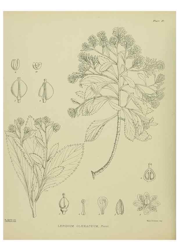 Reproducción/Reproduction 23650912410: Illustrations of the New Zealand flora /. Wellington :John Mackay, Govt. Printer,1914.