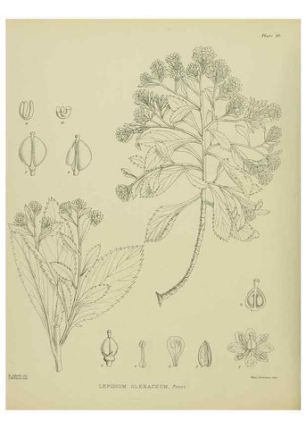 Reproducción/Reproduction 23650912410: Illustrations of the New Zealand flora /. Wellington :John Mackay, Govt. Printer,1914.