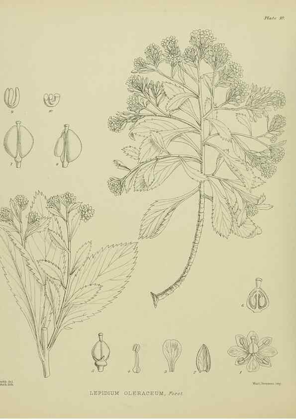 Reproducción/Reproduction 23650912410: Illustrations of the New Zealand flora /. Wellington :John Mackay, Govt. Printer,1914.