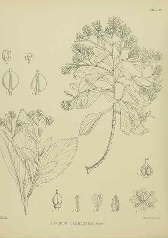 Reproducción/Reproduction 23650912410: Illustrations of the New Zealand flora /. Wellington :John Mackay, Govt. Printer,1914.