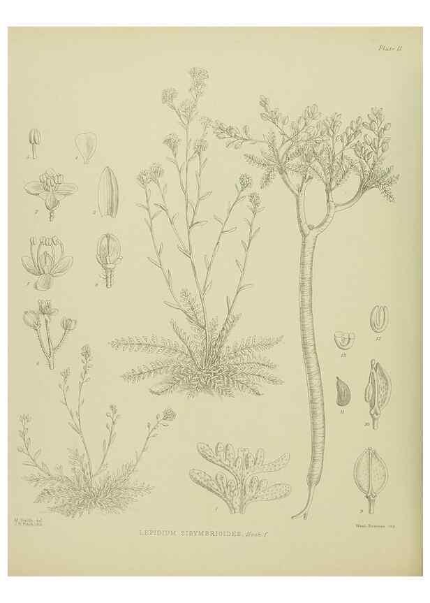 Reproducción/Reproduction 23318347954: Illustrations of the New Zealand flora /. Wellington :John Mackay, Govt. Printer,1914.