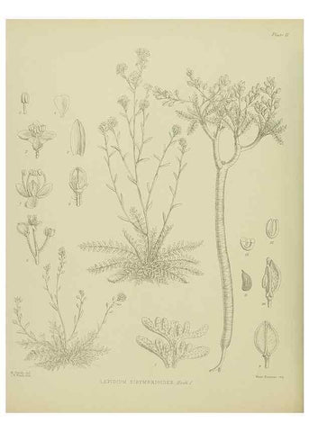 Reproducción/Reproduction 23318347954: Illustrations of the New Zealand flora /. Wellington :John Mackay, Govt. Printer,1914.