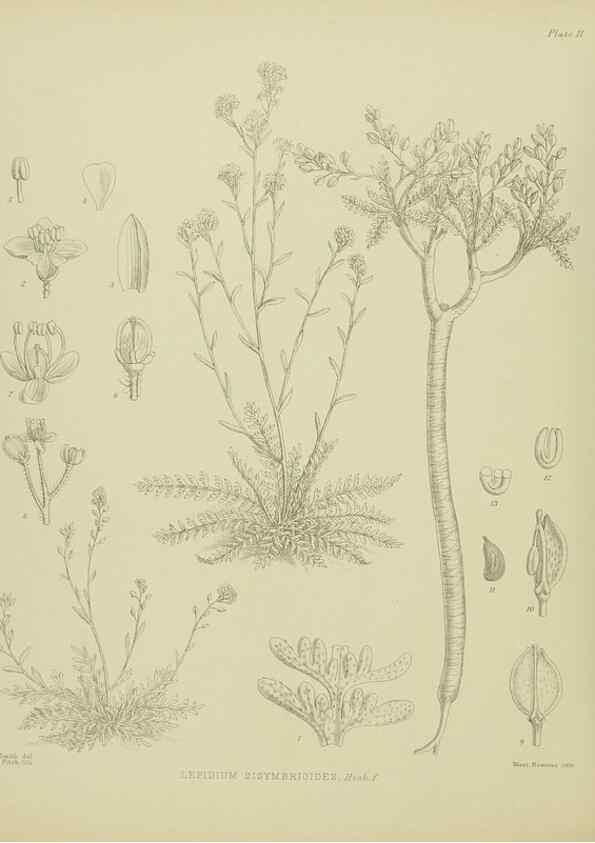 Reproducción/Reproduction 23318347954: Illustrations of the New Zealand flora /. Wellington :John Mackay, Govt. Printer,1914.