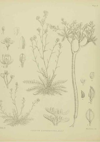 Reproducción/Reproduction 23318347954: Illustrations of the New Zealand flora /. Wellington :John Mackay, Govt. Printer,1914.