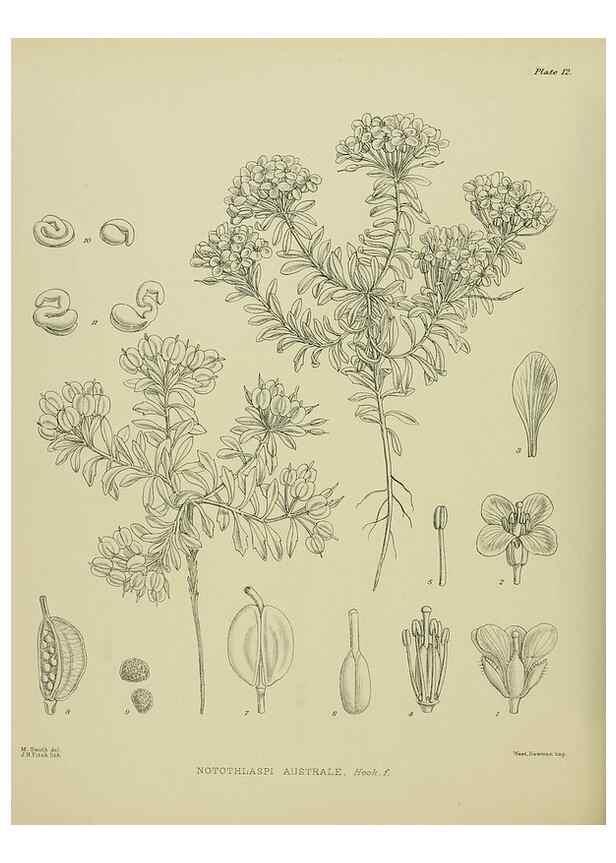 Reproducción/Reproduction 23650918980: Illustrations of the New Zealand flora /. Wellington :John Mackay, Govt. Printer,1914.
