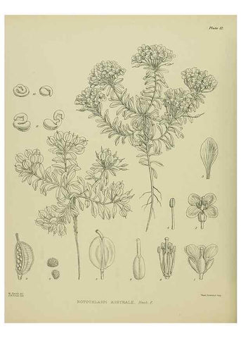 Reproducción/Reproduction 23650918980: Illustrations of the New Zealand flora /. Wellington :John Mackay, Govt. Printer,1914.