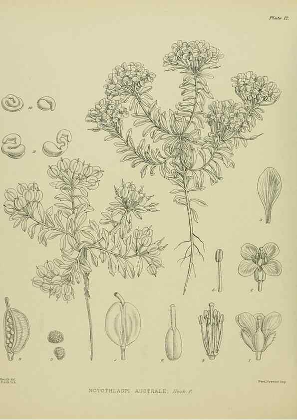 Reproducción/Reproduction 23650918980: Illustrations of the New Zealand flora /. Wellington :John Mackay, Govt. Printer,1914.