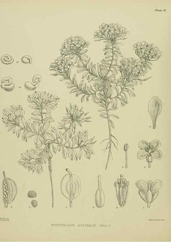 Reproducción/Reproduction 23650918980: Illustrations of the New Zealand flora /. Wellington :John Mackay, Govt. Printer,1914.