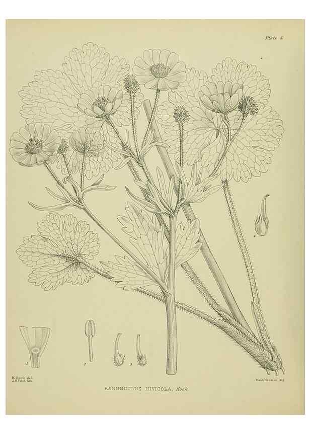 Reproducción/Reproduction 23946534495: Illustrations of the New Zealand flora /. Wellington :John Mackay, Govt. Printer,1914.