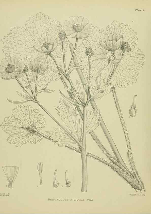 Reproducción/Reproduction 23946534495: Illustrations of the New Zealand flora /. Wellington :John Mackay, Govt. Printer,1914.