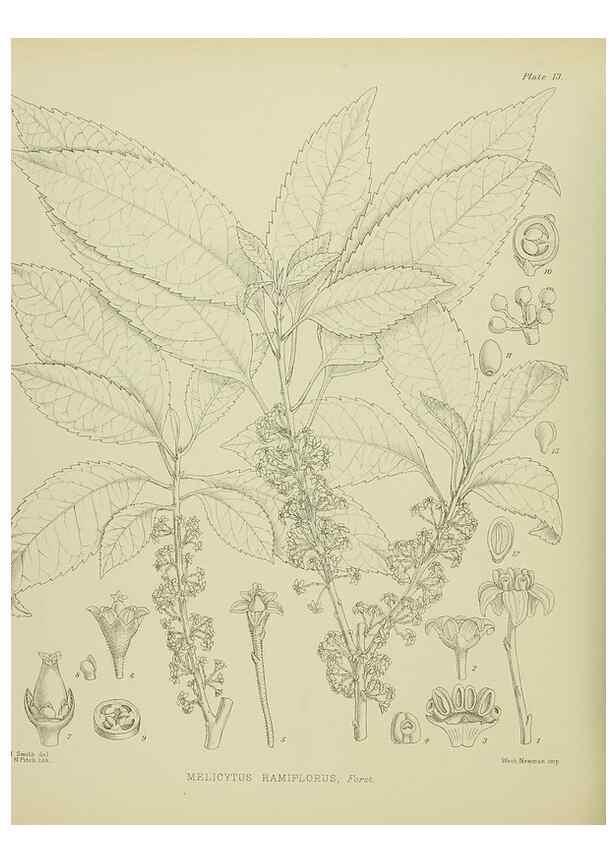 Reproducción/Reproduction 23920504266: Illustrations of the New Zealand flora /. Wellington :John Mackay, Govt. Printer,1914.