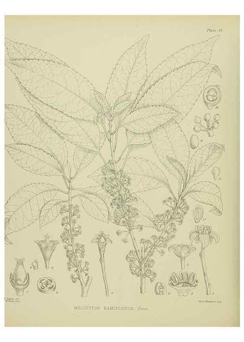 Reproducción/Reproduction 23920504266: Illustrations of the New Zealand flora /. Wellington :John Mackay, Govt. Printer,1914.