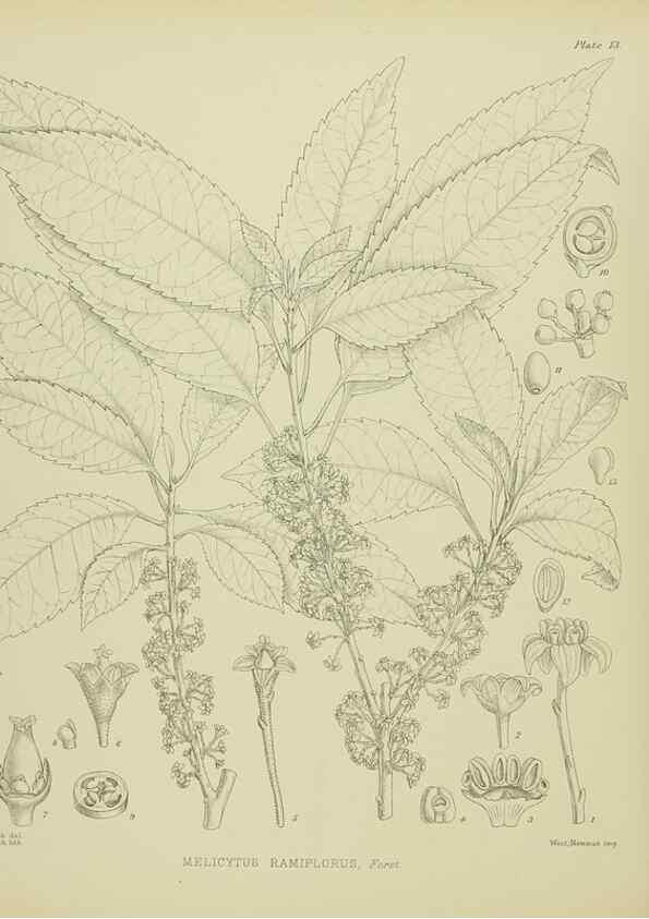 Reproducción/Reproduction 23920504266: Illustrations of the New Zealand flora /. Wellington :John Mackay, Govt. Printer,1914.