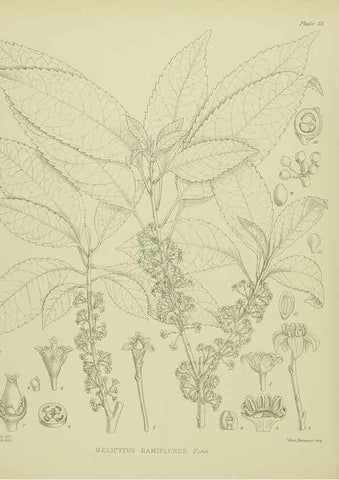 Reproducción/Reproduction 23920504266: Illustrations of the New Zealand flora /. Wellington :John Mackay, Govt. Printer,1914.