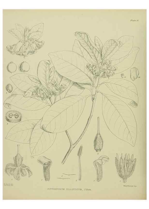 Reproducción/Reproduction 23578725129: Illustrations of the New Zealand flora /. Wellington :John Mackay, Govt. Printer,1914.
