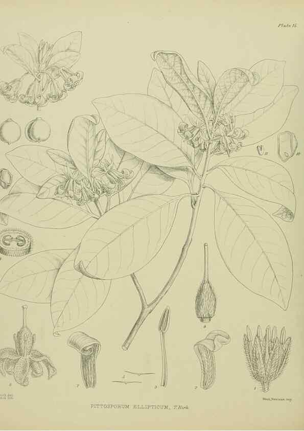 Reproducción/Reproduction 23578725129: Illustrations of the New Zealand flora /. Wellington :John Mackay, Govt. Printer,1914.