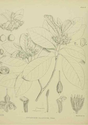 Reproducción/Reproduction 23578725129: Illustrations of the New Zealand flora /. Wellington :John Mackay, Govt. Printer,1914.