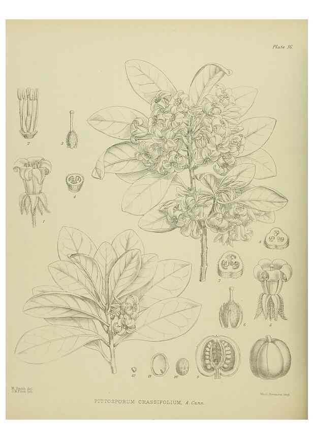 Reproducción/Reproduction 23578728829: Illustrations of the New Zealand flora /. Wellington :John Mackay, Govt. Printer,1914.