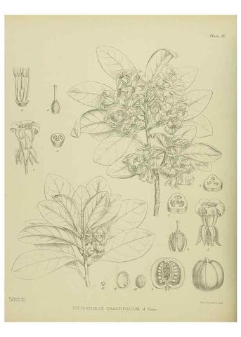 Reproducción/Reproduction 23578728829: Illustrations of the New Zealand flora /. Wellington :John Mackay, Govt. Printer,1914.