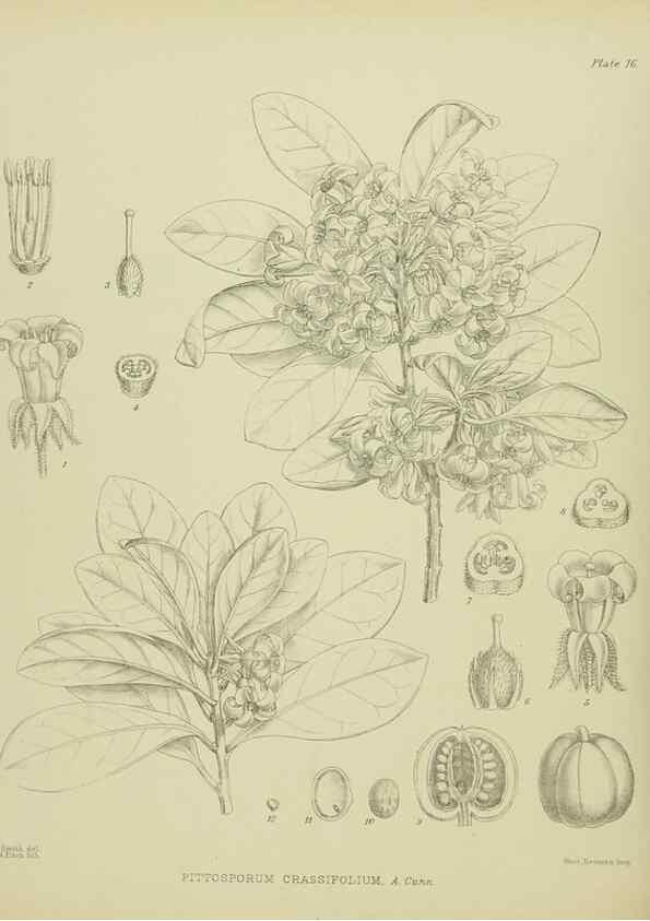 Reproducción/Reproduction 23578728829: Illustrations of the New Zealand flora /. Wellington :John Mackay, Govt. Printer,1914.
