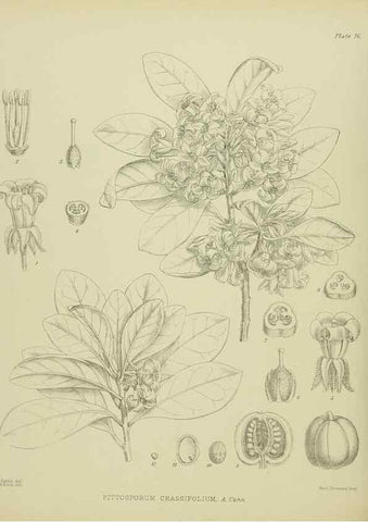 Reproducción/Reproduction 23578728829: Illustrations of the New Zealand flora /. Wellington :John Mackay, Govt. Printer,1914.