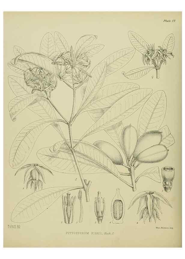 Reproducción/Reproduction 23864097151: Illustrations of the New Zealand flora /. Wellington :John Mackay, Govt. Printer,1914.