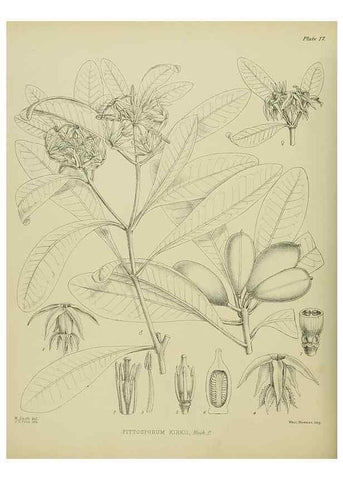 Reproducción/Reproduction 23864097151: Illustrations of the New Zealand flora /. Wellington :John Mackay, Govt. Printer,1914.