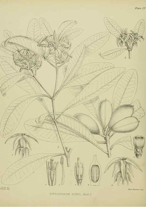 Reproducción/Reproduction 23864097151: Illustrations of the New Zealand flora /. Wellington :John Mackay, Govt. Printer,1914.