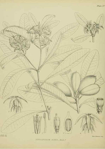 Reproducción/Reproduction 23864097151: Illustrations of the New Zealand flora /. Wellington :John Mackay, Govt. Printer,1914.