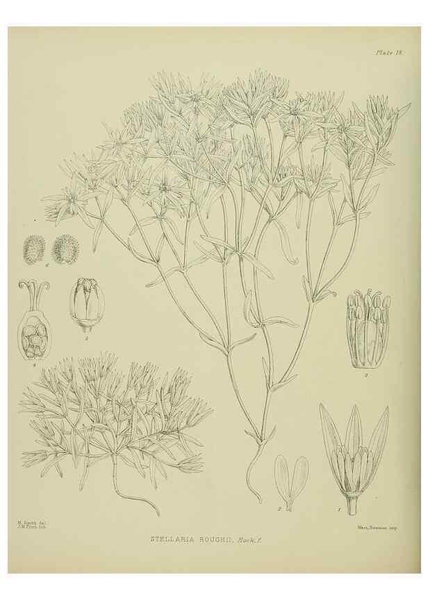 Reproducción/Reproduction 23864103341: Illustrations of the New Zealand flora /. Wellington :John Mackay, Govt. Printer,1914.